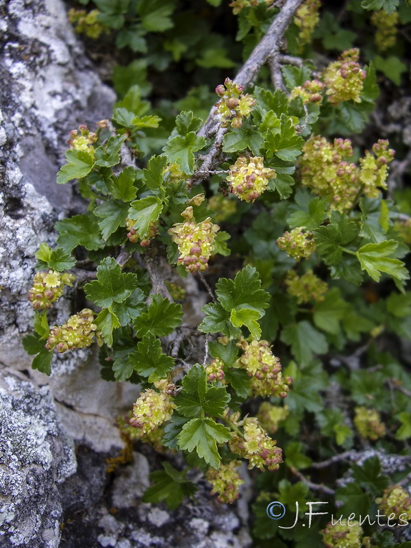 Ribes alpinum.17
