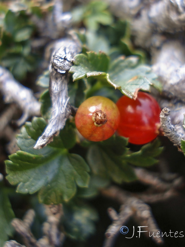 Ribes alpinum.19