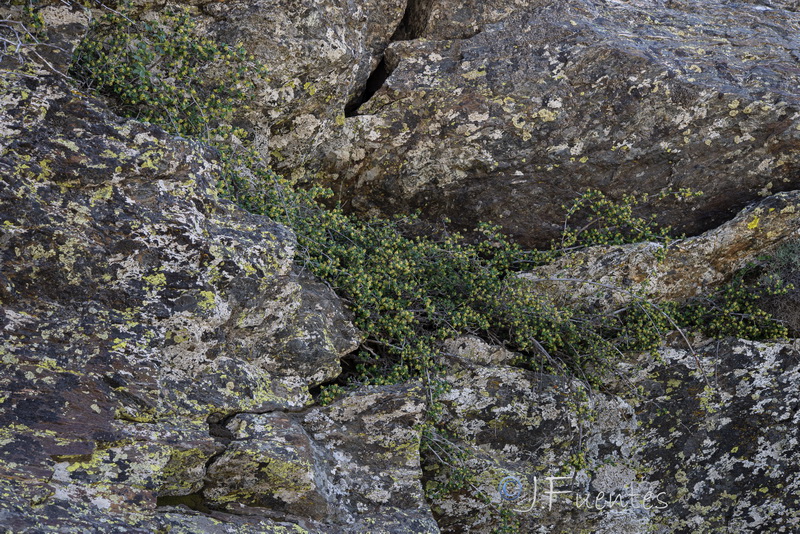 Ribes alpinum.20