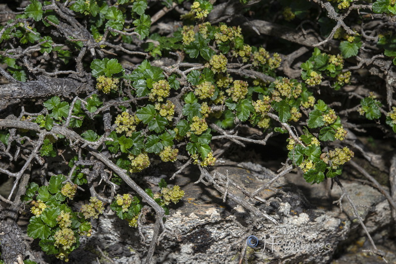 Ribes alpinum.21
