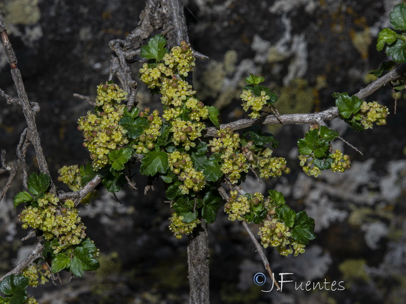 Ribes alpinum.22