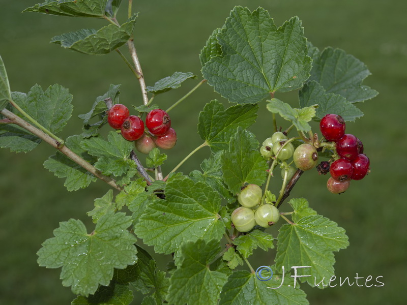 Ribes rubrum.01