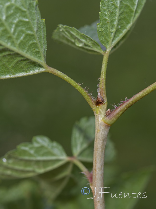 Ribes rubrum.02
