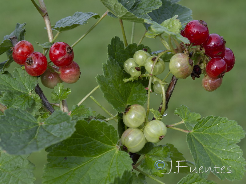 Ribes rubrum.03