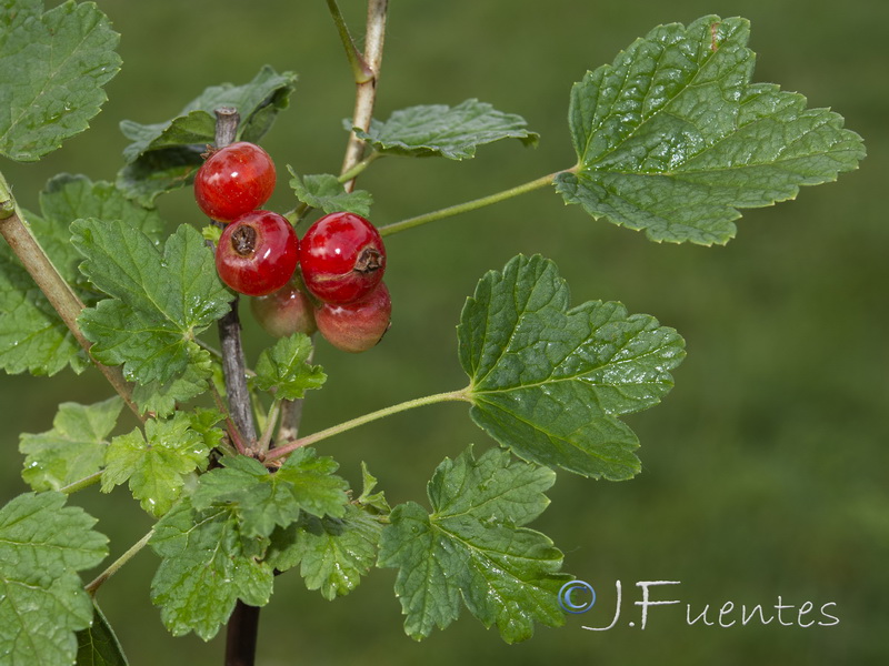Ribes rubrum.04