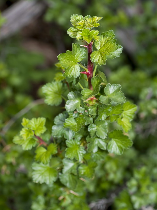 Ribes uva crispa austro europaeum atlanticum.02