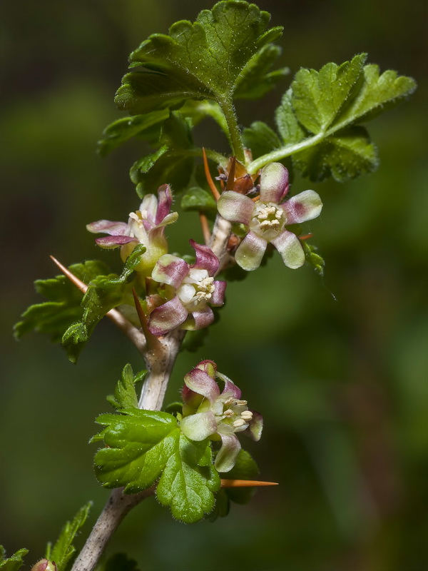 Ribes uva crispa austro europaeum atlanticum.03