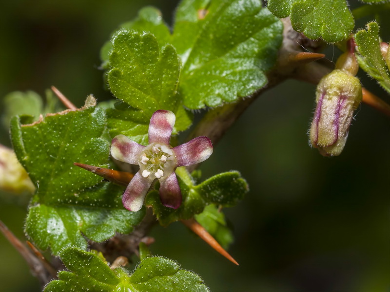 Ribes uva crispa austro europaeum atlanticum.04