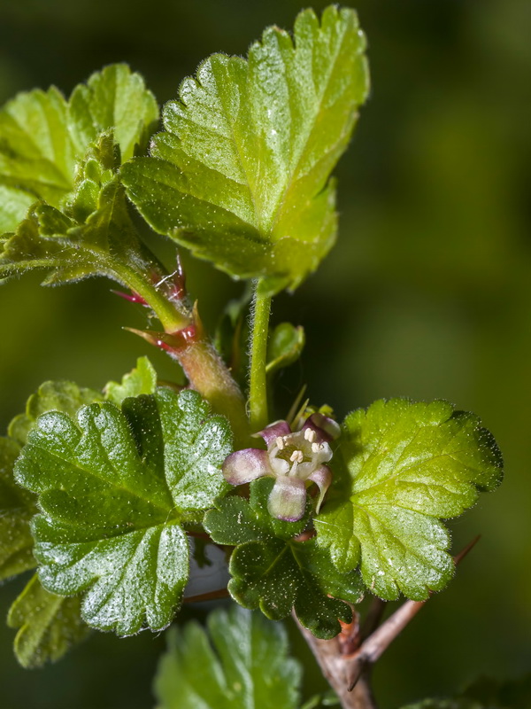 Ribes uva crispa austro europaeum atlanticum.05