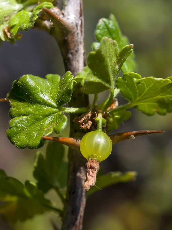 Ribes uva crispa austro europaeum atlanticum.06
