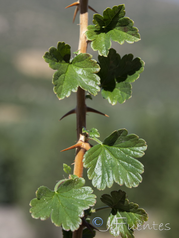 Ribes uva crispa austro europaeum atlanticum.09
