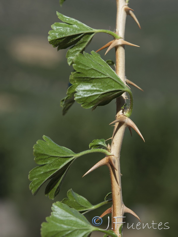 Ribes uva crispa austro europaeum atlanticum.10