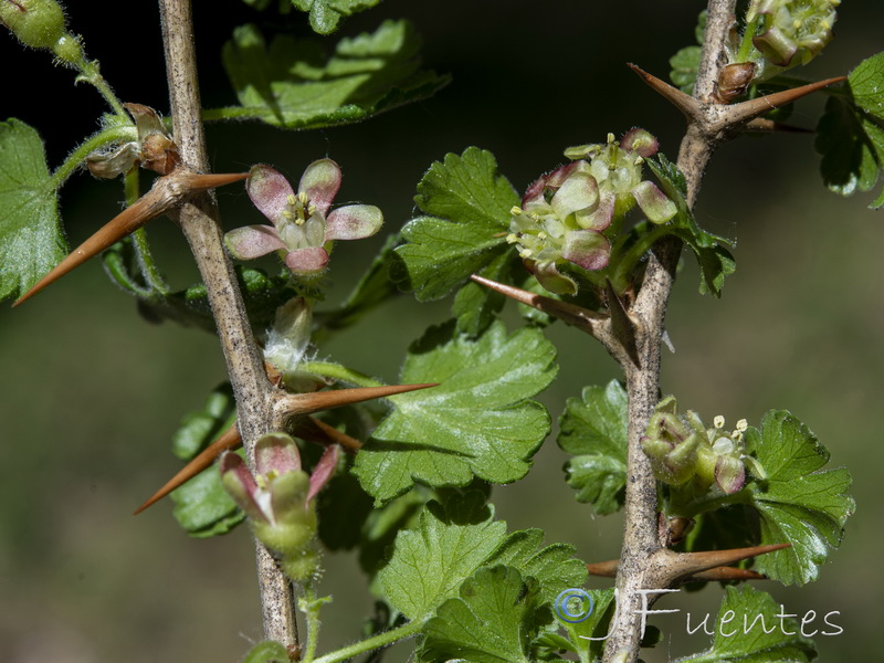 Ribes uva crispa austro europaeum atlanticum.11