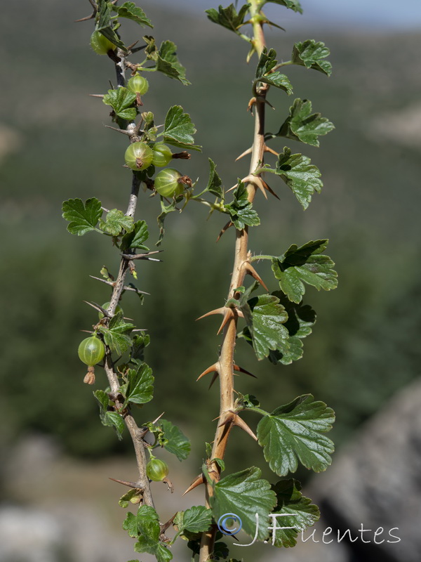 Ribes uva crispa austro europaeum atlanticum.12