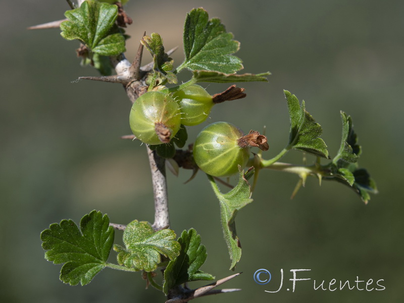 Ribes uva crispa austro europaeum atlanticum.06