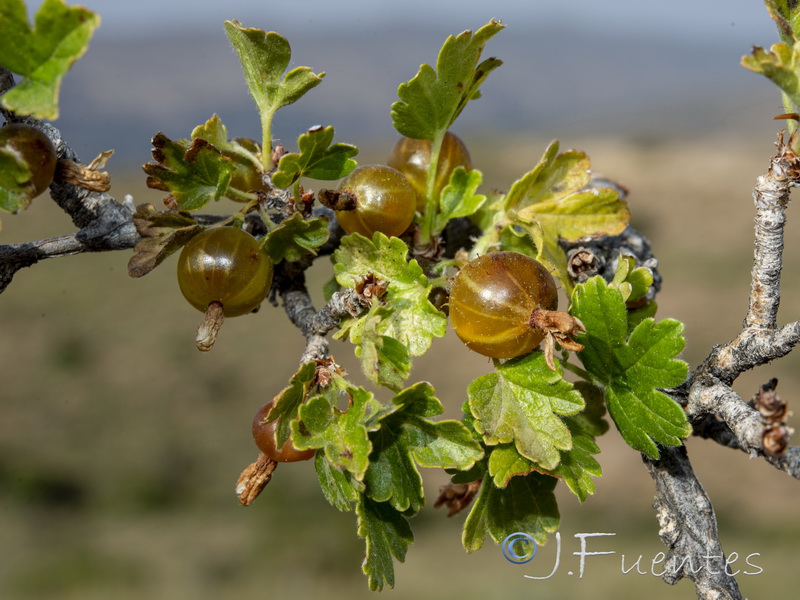 Ribes uva crispa uva crispa.02