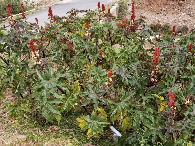 Ricinus communis.01