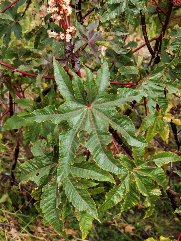 Ricinus communis.02