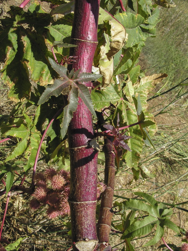 Ricinus communis.03