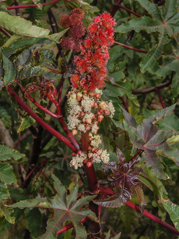 Ricinus communis.04