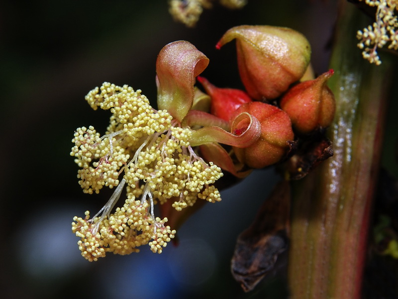 Ricinus communis.06