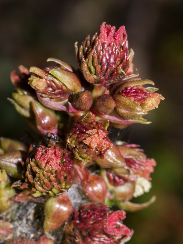 Ricinus communis.10