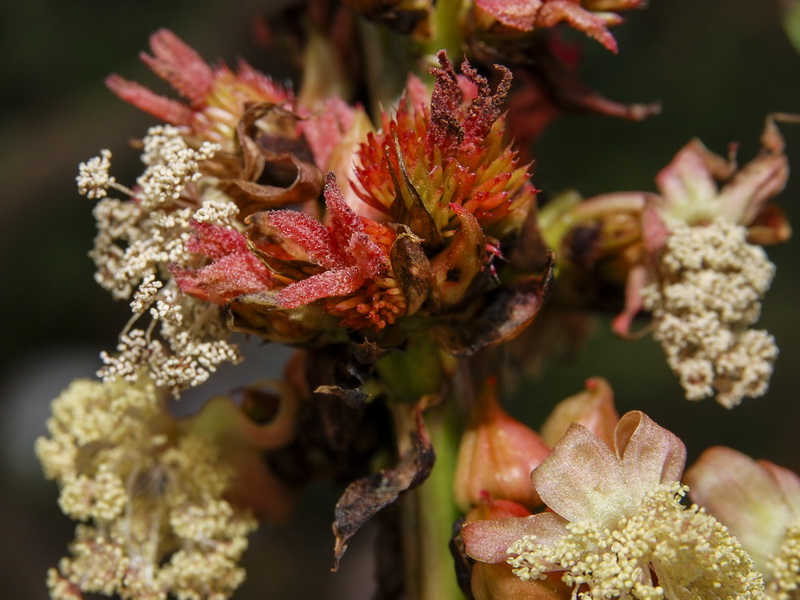 Ricinus communis.11