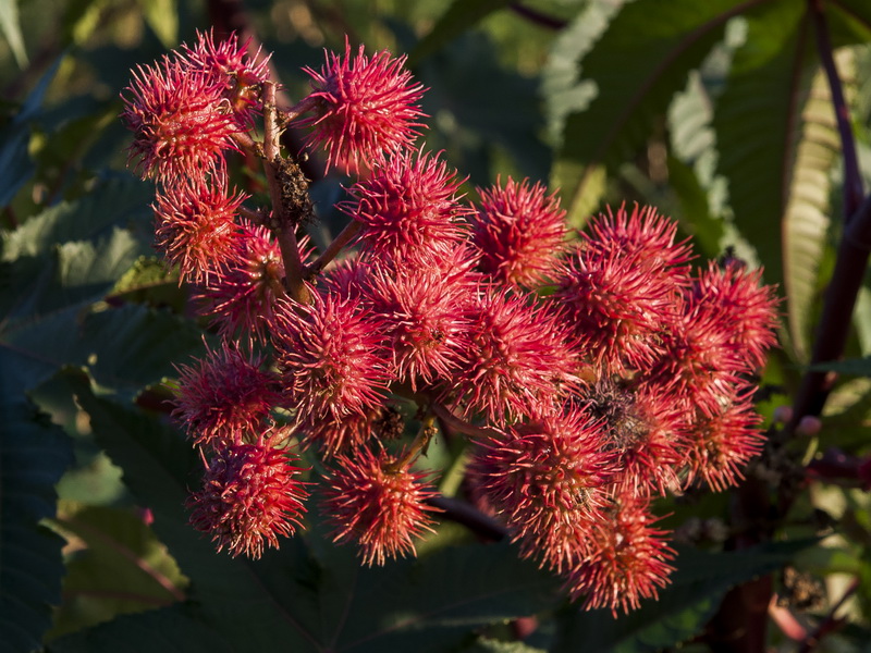 Ricinus communis.14