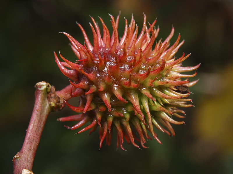 Ricinus communis.15