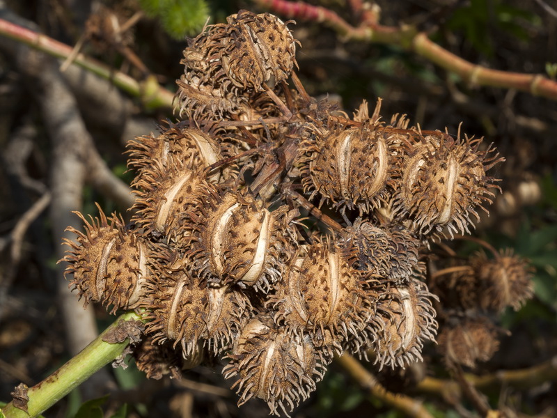 Ricinus communis.16