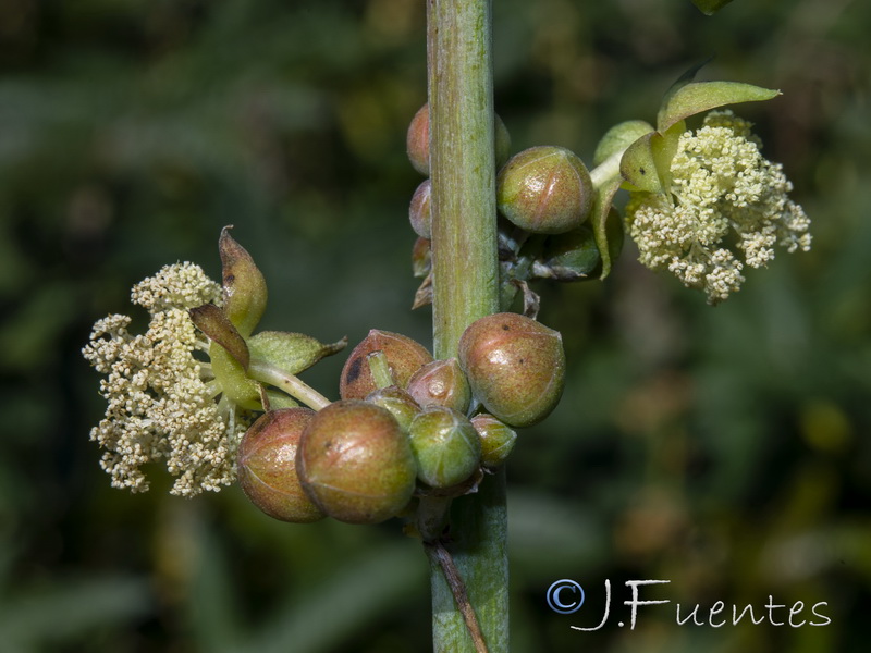 Ricinus communis.08