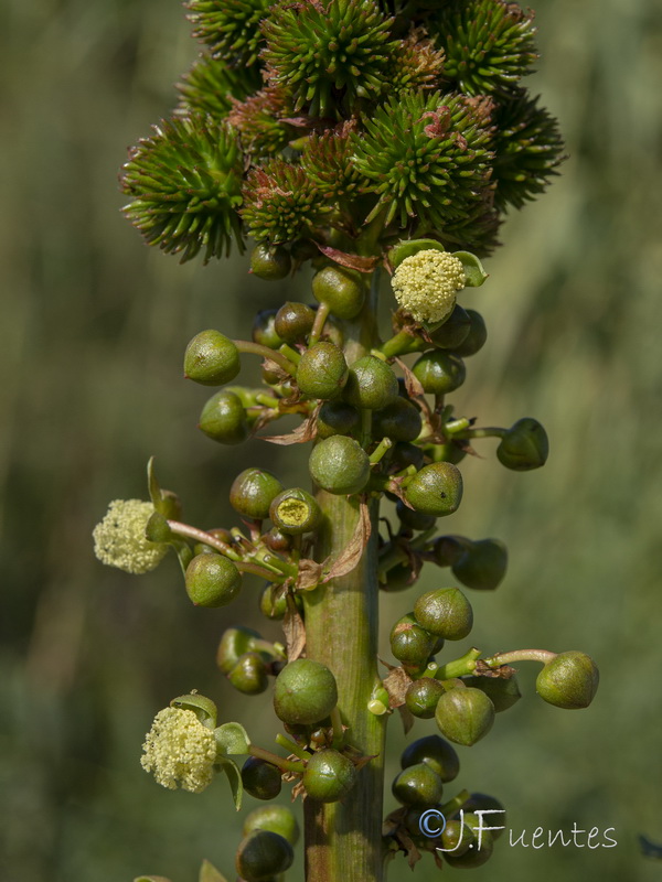 Ricinus communis.22