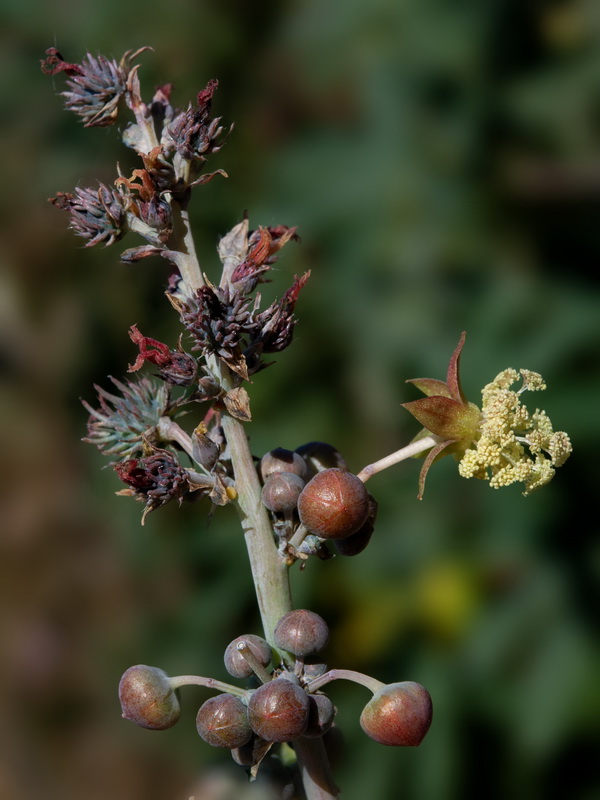 Ricinus communis.04