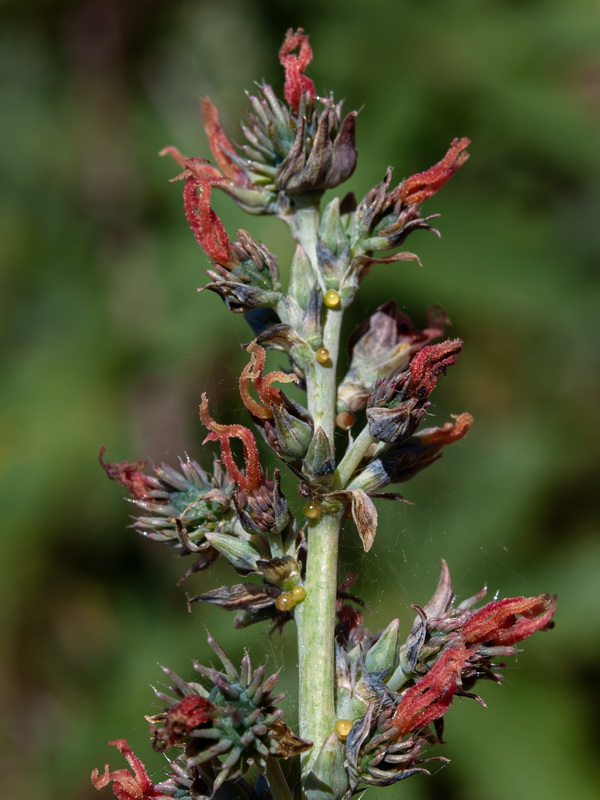 Ricinus communis.10