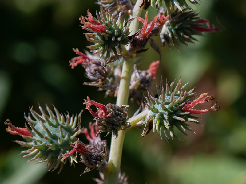 Ricinus communis.11