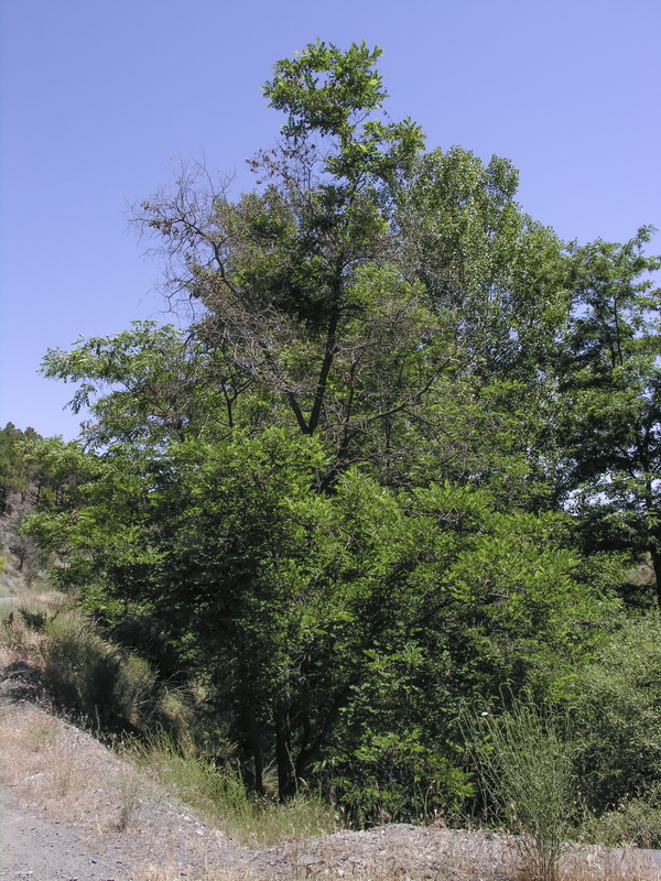 Robinia pseudoacacia.01