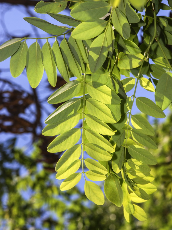 Robinia pseudoacacia.02