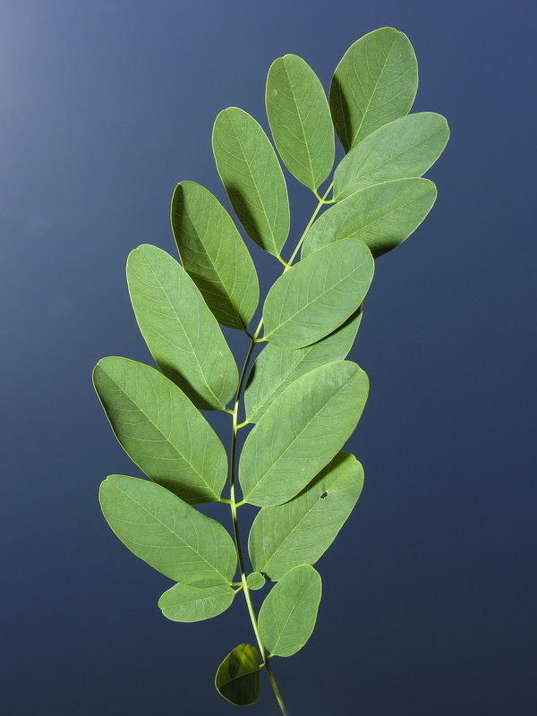 Robinia pseudoacacia.04