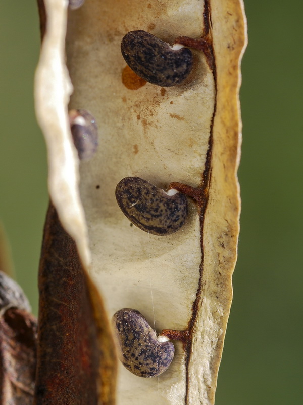 Robinia pseudoacacia.14