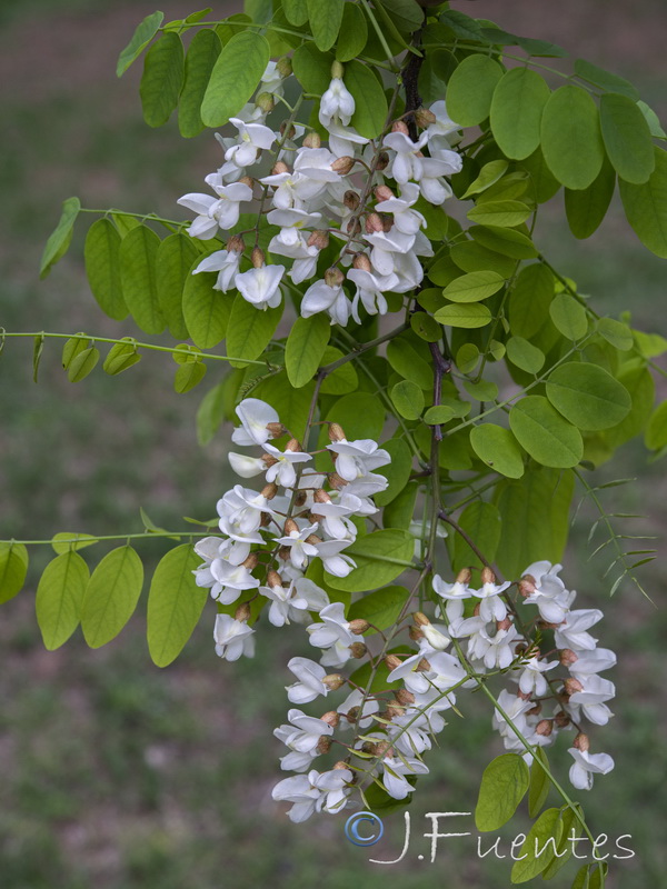 Robinia pseudoacacia.06