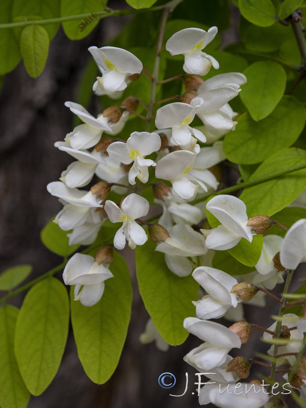 Robinia pseudoacacia.07