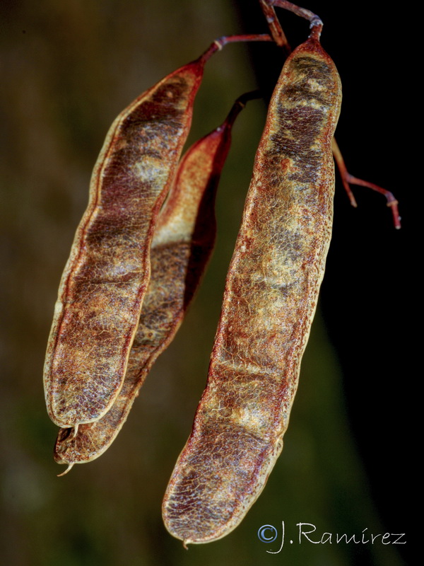 Robinia pseudoacacia.20