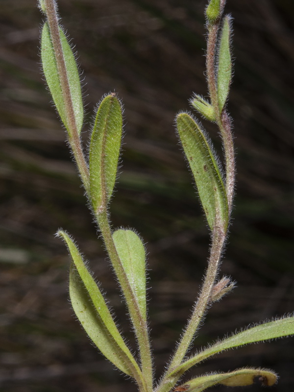 Rochelia disperma.03