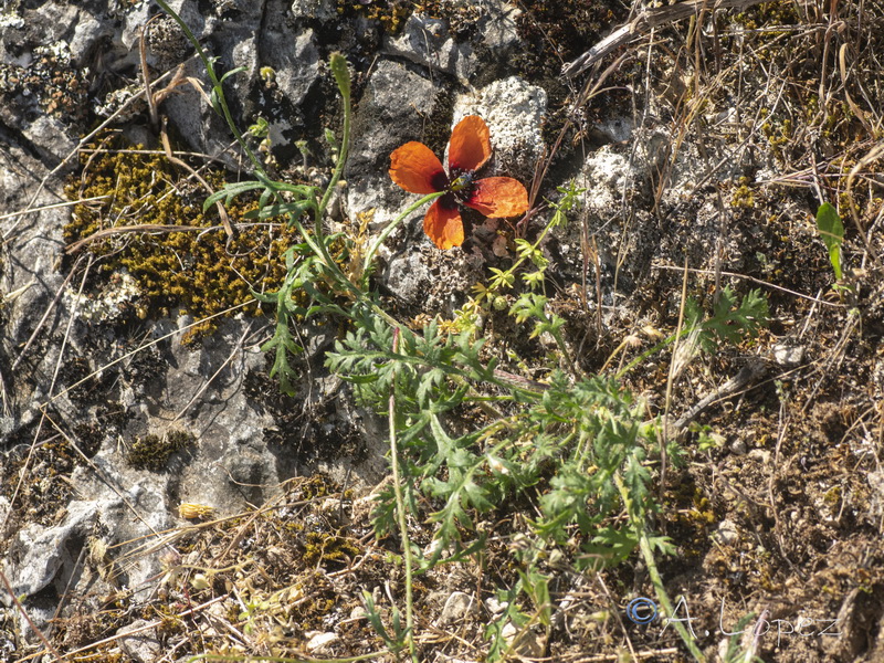 Roemeria argemone.01