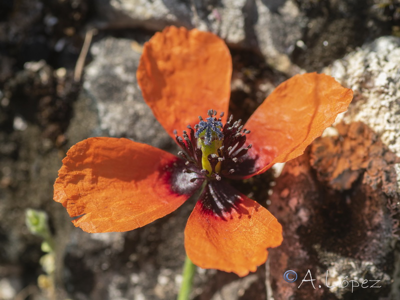 Roemeria argemone.12