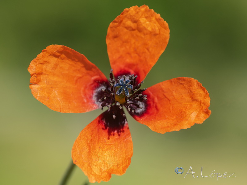 Roemeria argemone.14