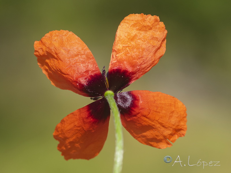 Roemeria argemone.17
