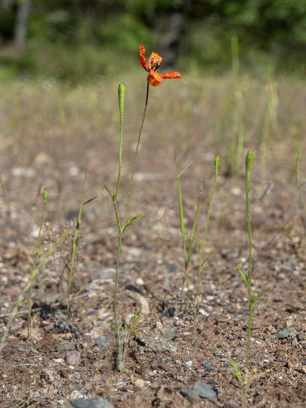 Roemeria argemone.34
