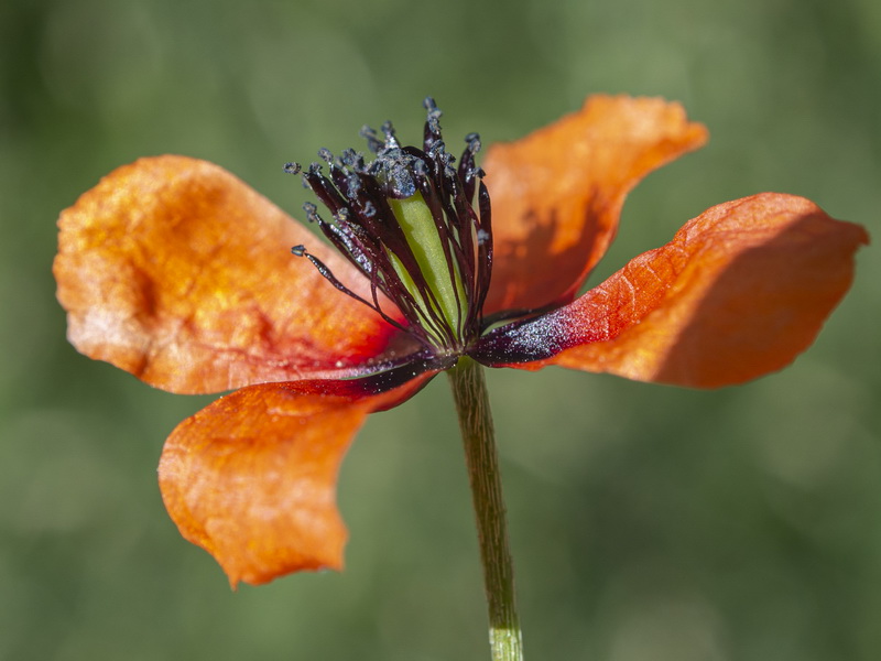 Roemeria argemone.40