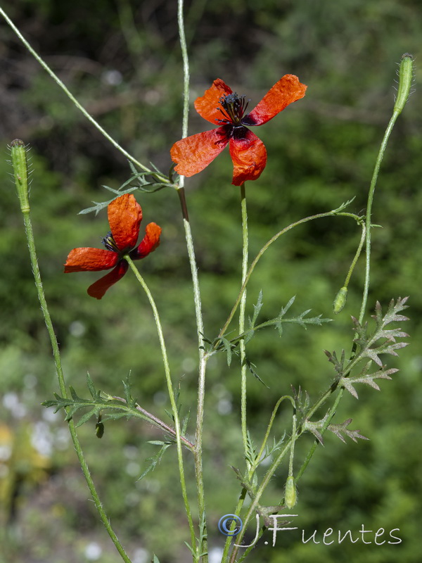 Roemeria argemone.45